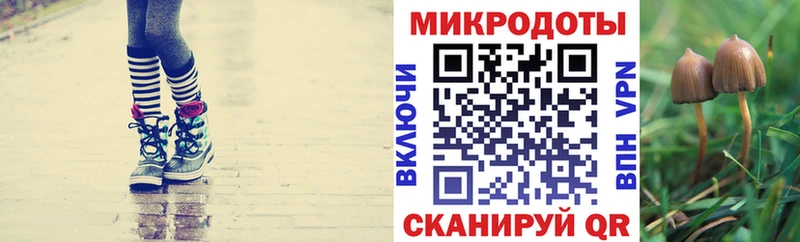 Псилоцибиновые грибы Psilocybe Купить Сельцо